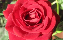 rose-flower-4