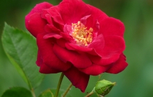 rose-flower-8