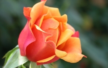 rose-flower-9